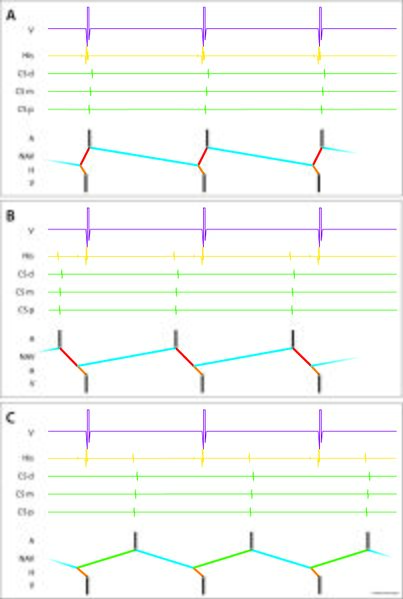 Fichier:Figure 13 - RIN endocavitaire.jpg